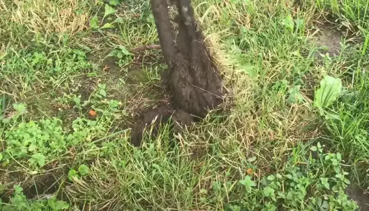 root removal for drains in Tempe